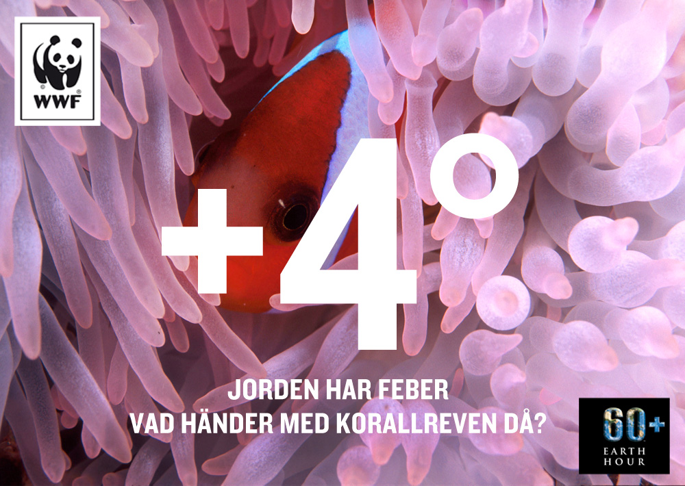 coral+4c